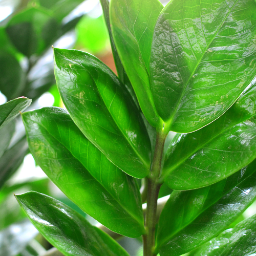Calathea
